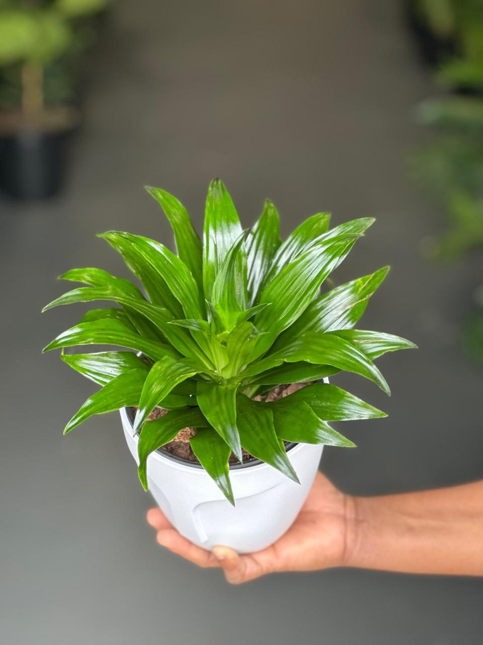 Small Dracaena Compacta With Decorative Pot