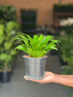 Small Dracaena Compacta