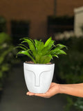 Small Dracaena Compacta With Decorative Pot