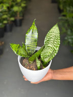 Small Green Snake Plant With Decorative pot