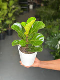 Small Fiddle Leaf Fig Bambino With Decorative Pot