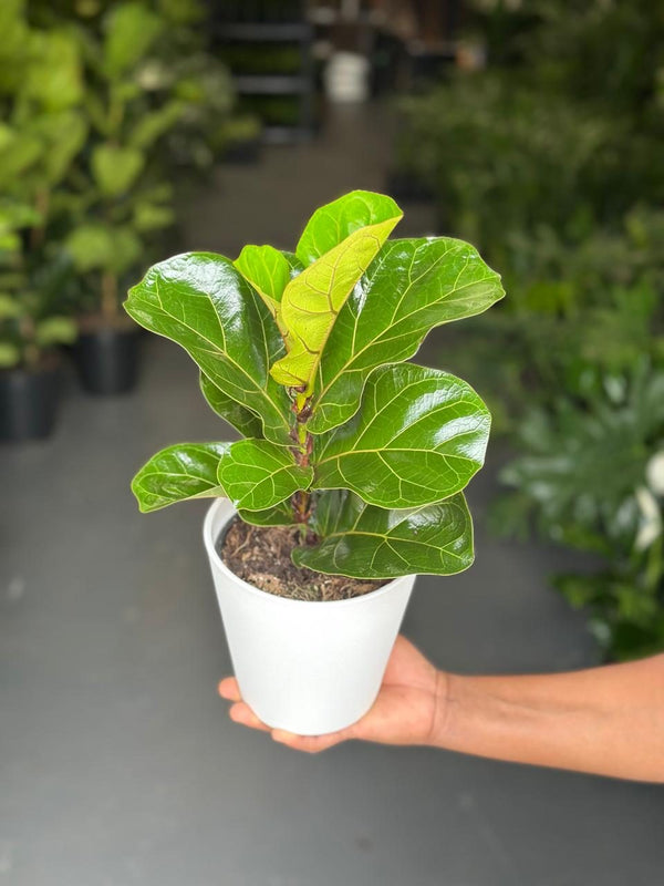 Small Fiddle Leaf Fig Bambino With Decorative Pot
