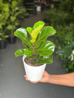 Small Fiddle Leaf Fig Bambino With Decorative Pot