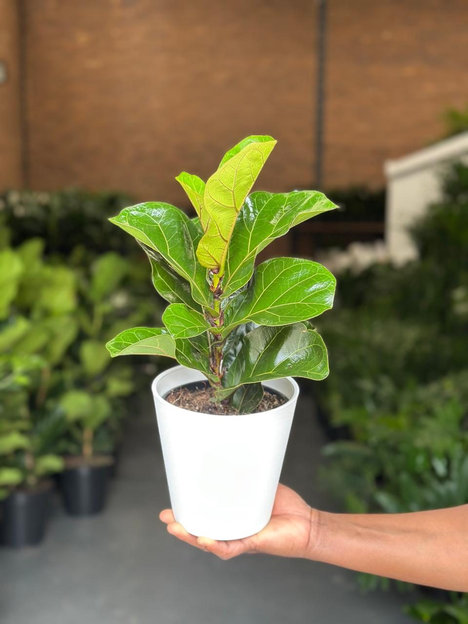 Small Fiddle Leaf Fig Bambino With Decorative Pot