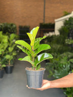 Small Fiddle Leaf Fig Bambino