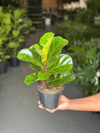 Small Fiddle Leaf Fig Bambino