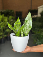 Small Green Snake Plant With Decorative pot