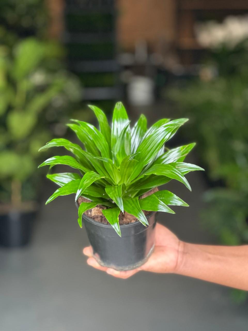 Small Dracaena Compacta
