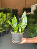Small Green Snake Plant