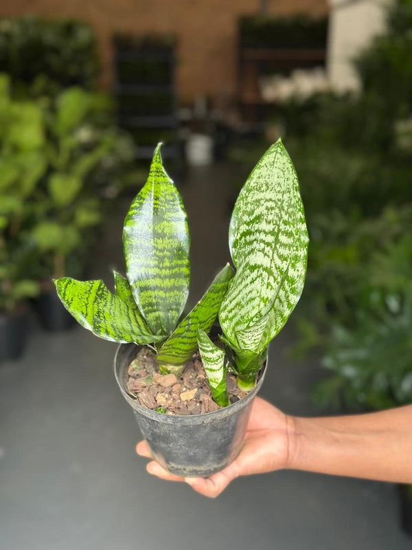 Small Green Snake Plant
