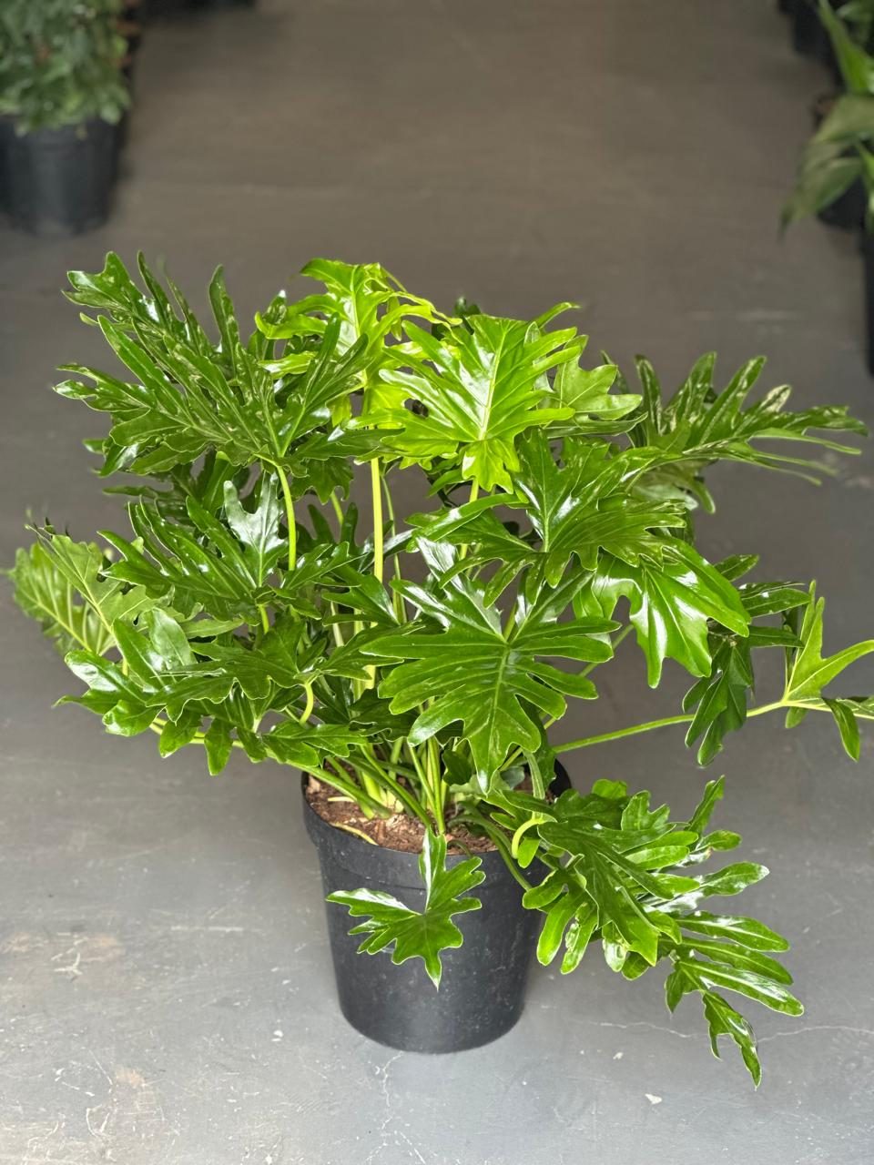 XL Philodendron Selloum