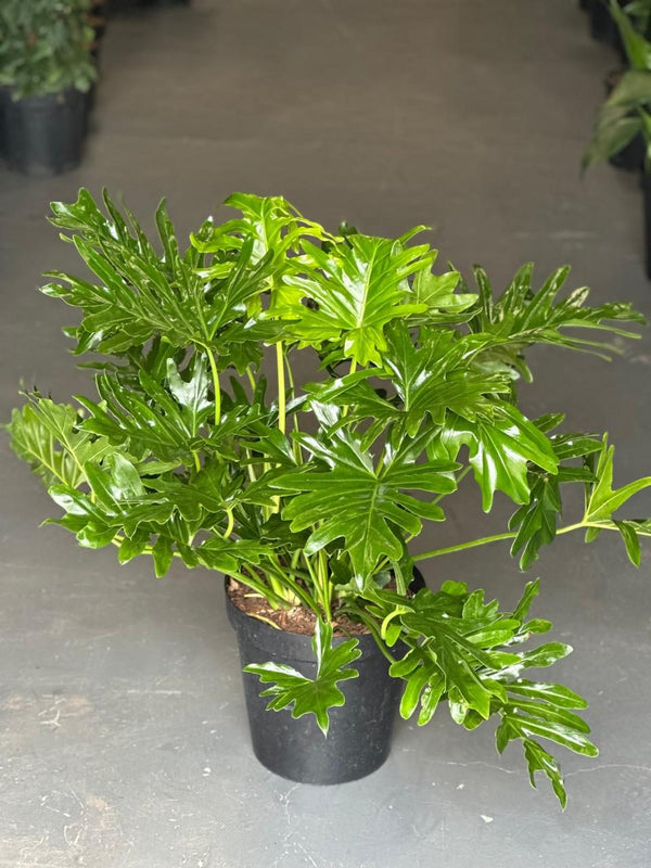 XL Philodendron Selloum