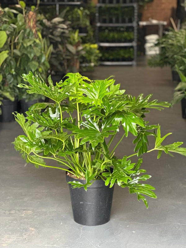 XL Philodendron Selloum