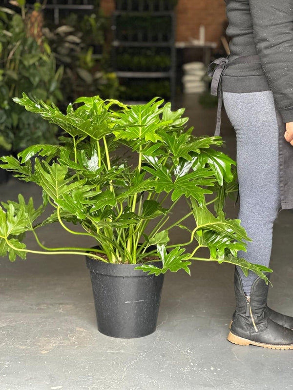 XL Philodendron Selloum