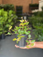 XS Beetle Peperomia