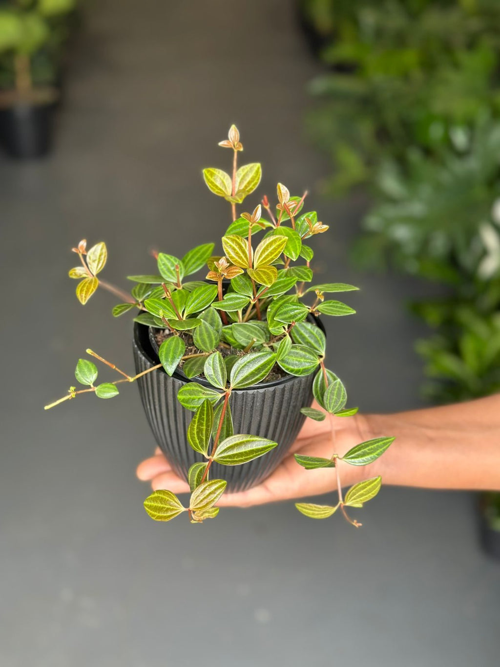 XS Beetle Peperomia With Decorative Pot