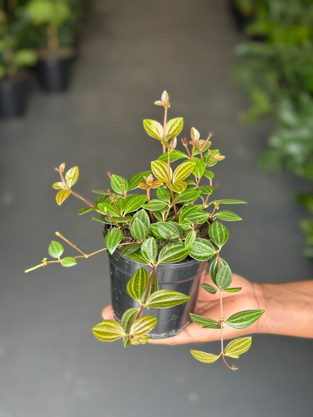 XS Beetle Peperomia