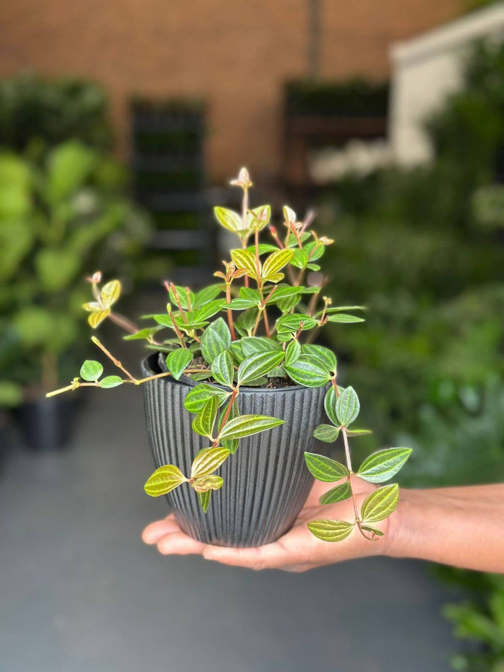 XS Beetle Peperomia With Decorative Pot