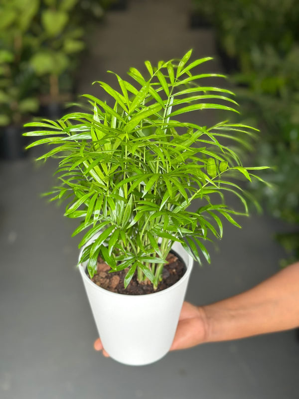 Small Love Palm With Decorative Pot