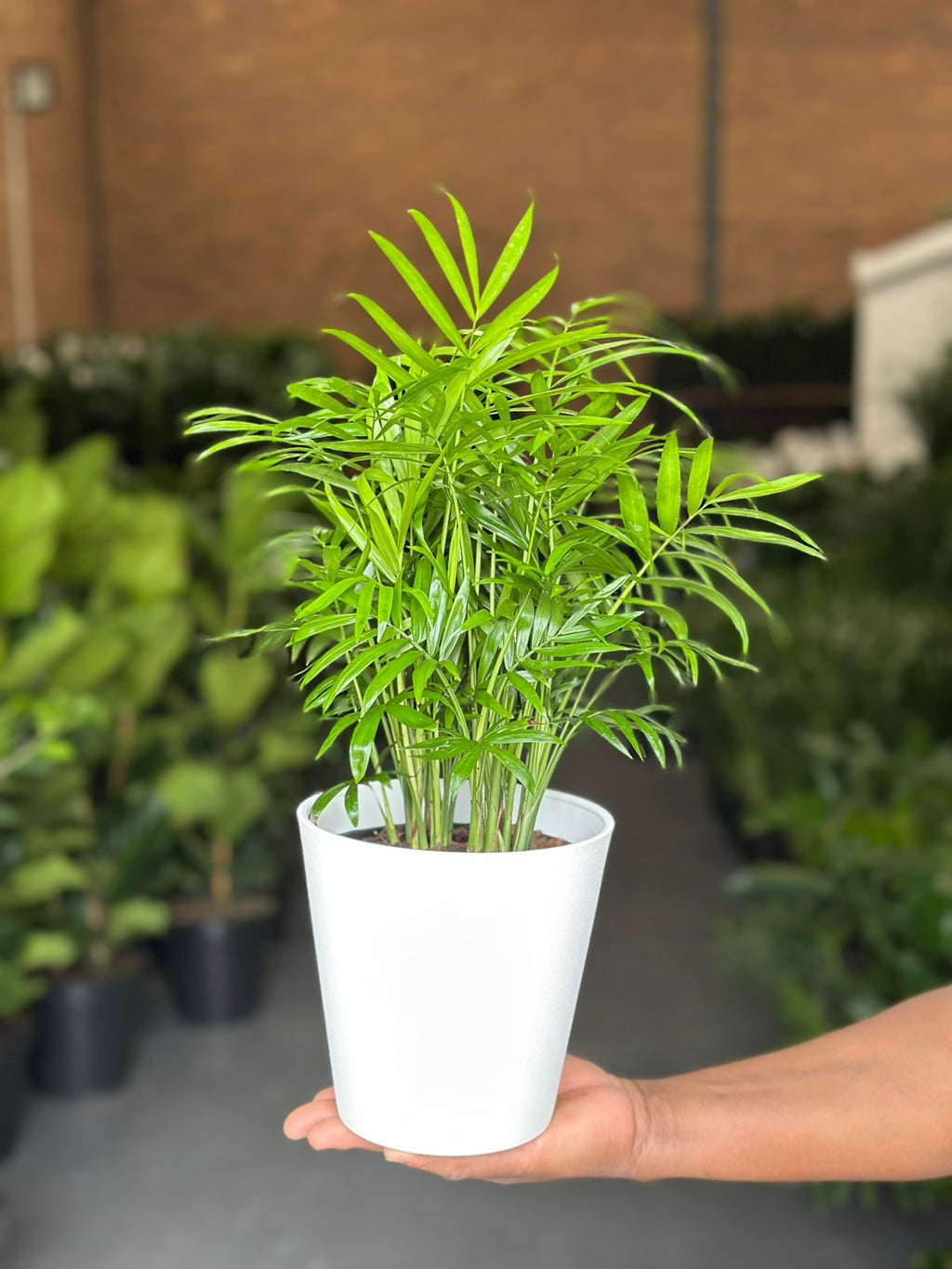 Small Love Palm With Decorative Pot