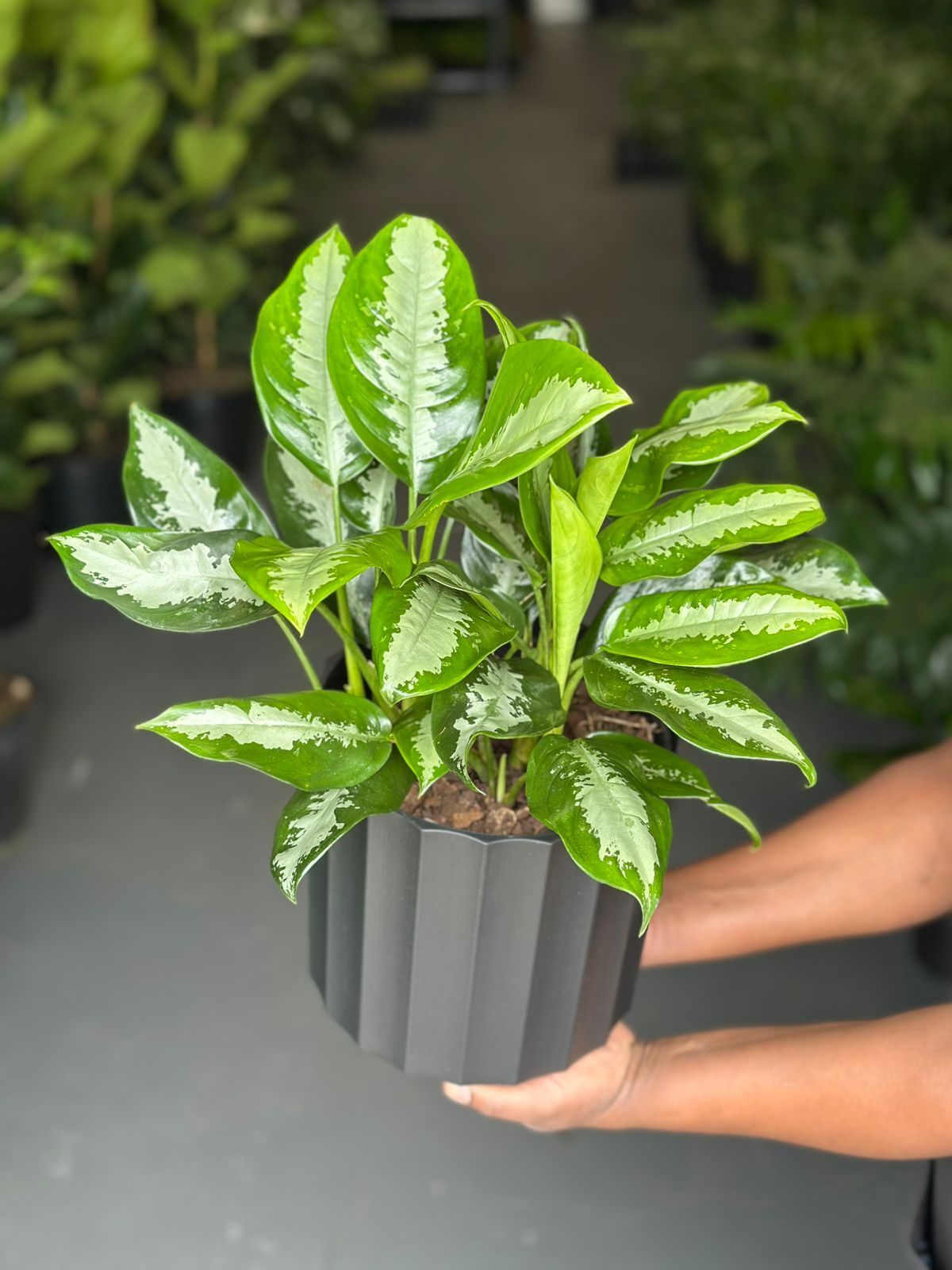 Medium Pattaya Beauty With Decorative Pot