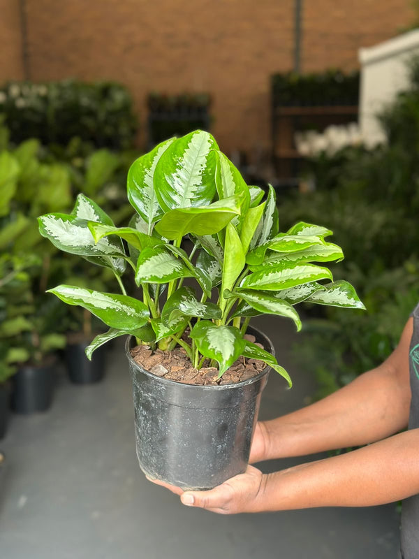 Medium Pattaya Beauty