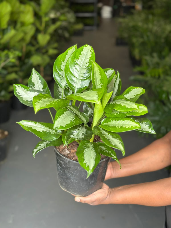 Medium Pattaya Beauty