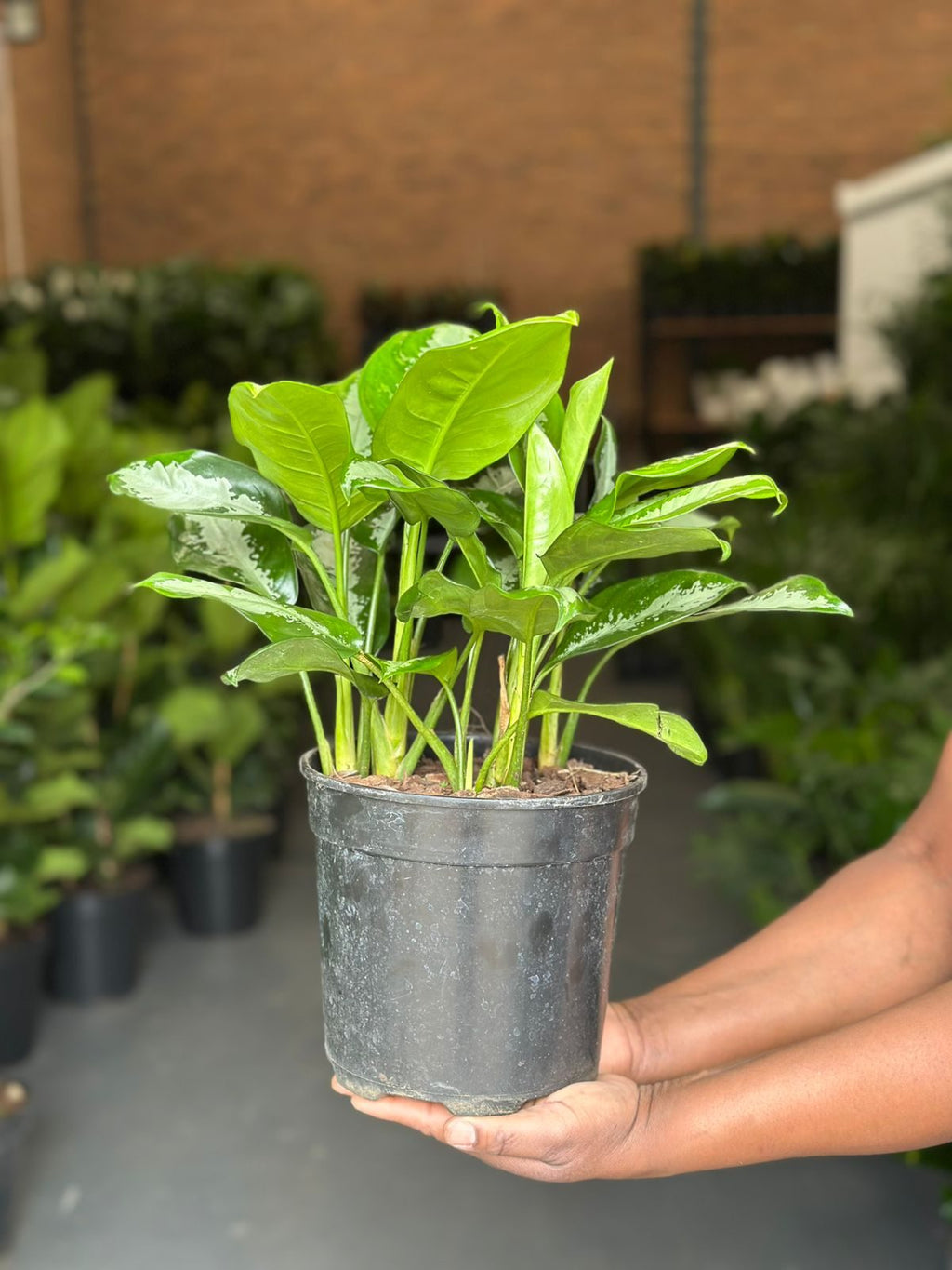 Medium Pattaya Beauty