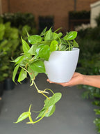 Small Heart Leaf Philodendron With Decorative Pot