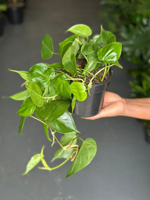 Small Heart Leaf Philodendron
