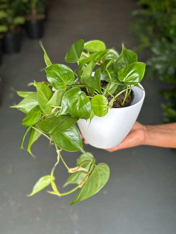 heart leaf philodendron pot Small Heart Leaf Philodendron With Decorative Pot – Botanical Heaven