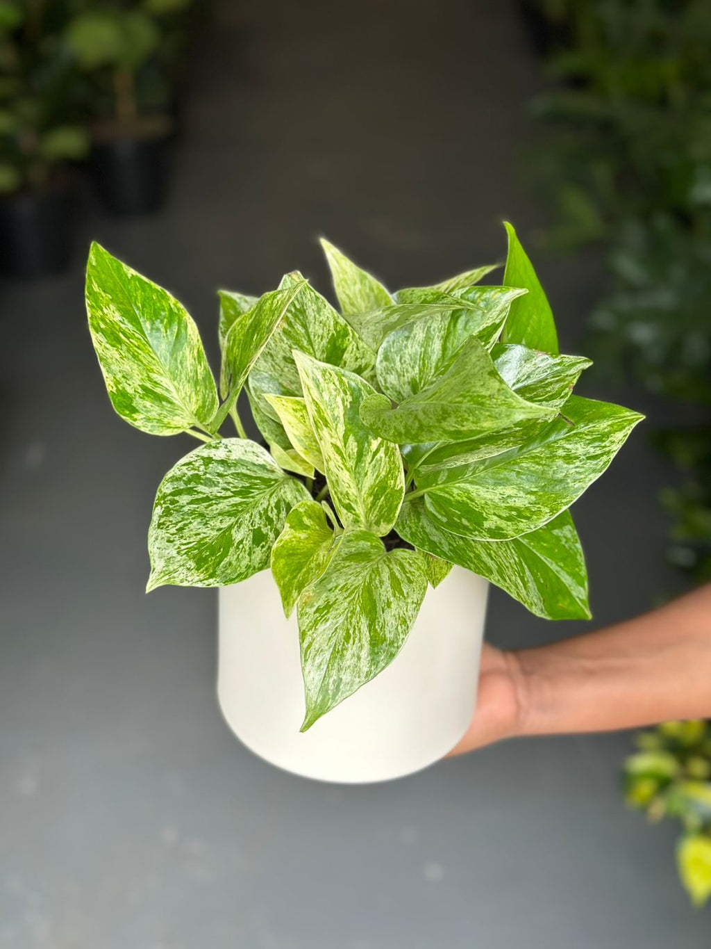 Small Marble Queen Pothos With Decorative Pot