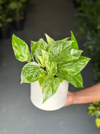 Small Marble Queen Pothos With Decorative Pot