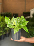 Small Marble Queen Pothos