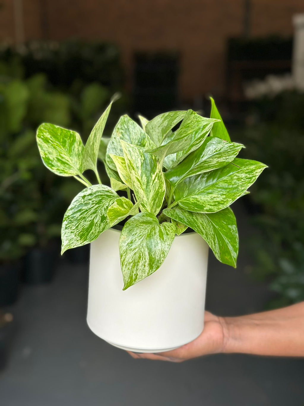 Small Marble Queen Pothos With Decorative Pot