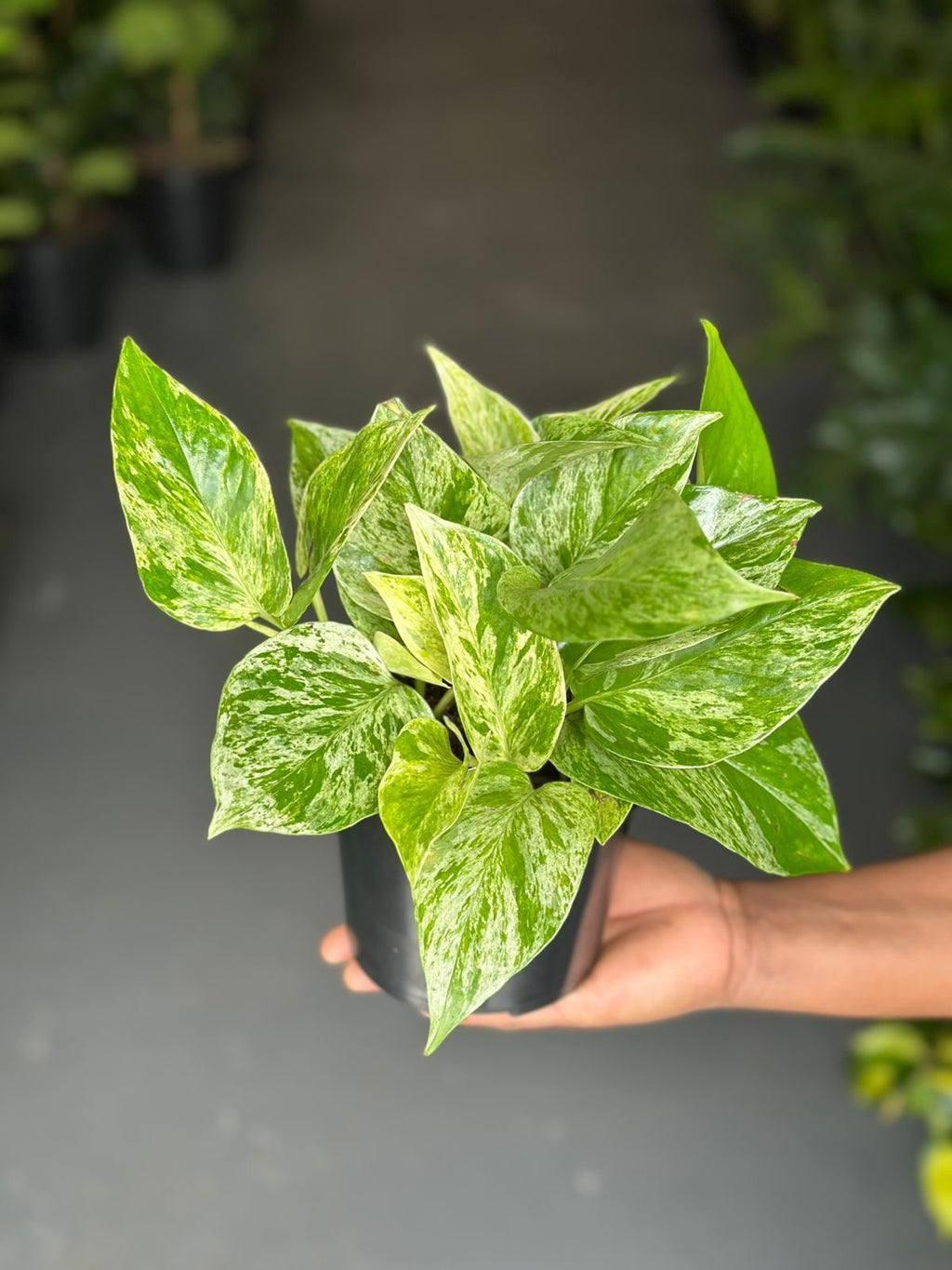 Small Marble Queen Pothos