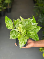 Small Marble Queen Pothos
