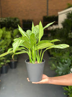 Small Chinese Evergreen Silver Queen With Decorative Pot