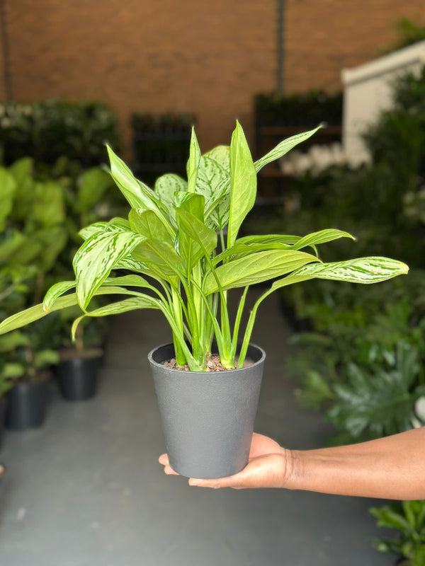 Small Chinese Evergreen Silver Queen With Decorative Pot