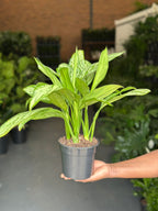 Small Chinese Evergreen Silver Queen