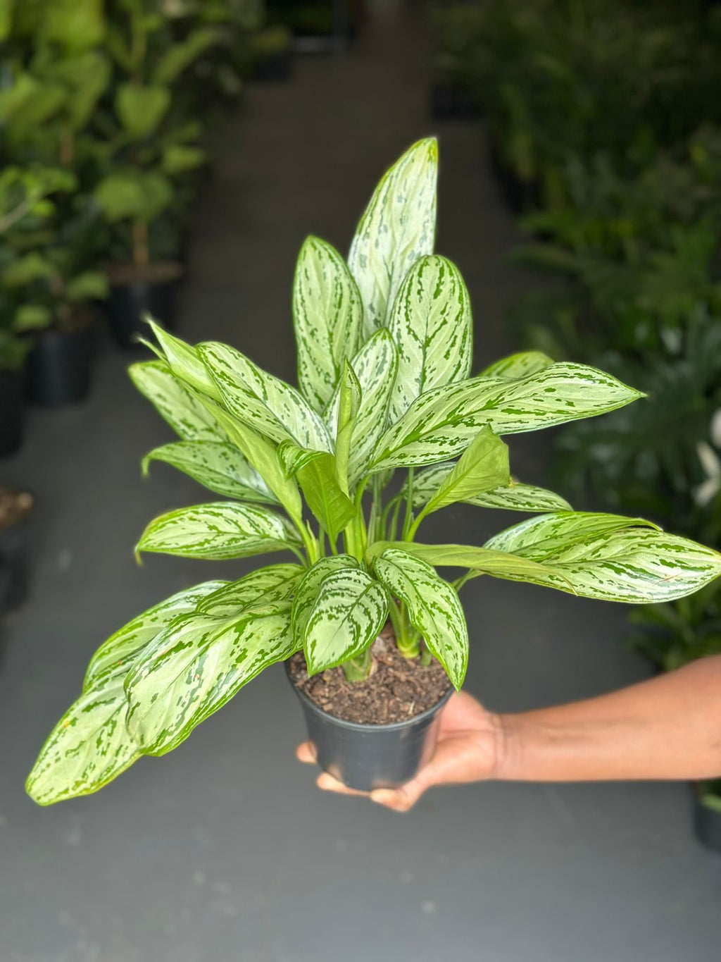 Small Chinese Evergreen Silver Queen