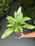 Small Chinese Evergreen Silver Queen