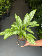 Small Chinese Evergreen Silver Queen With Decorative Pot