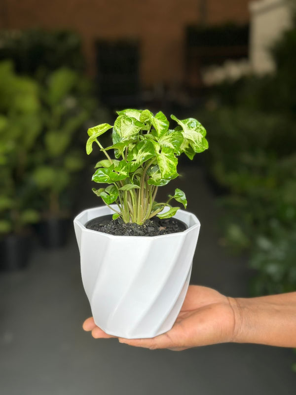 XS Syngonium Pixie With Decorative Pot