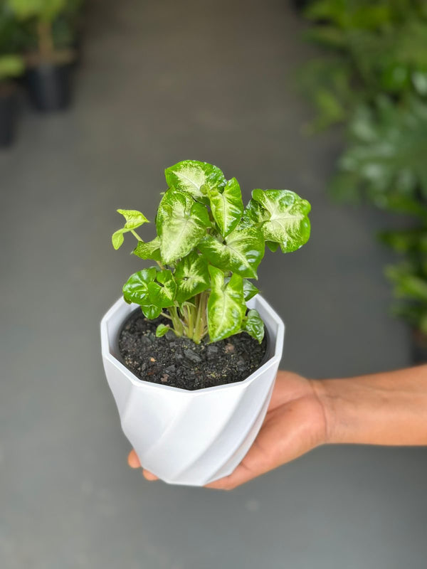 XS Syngonium Pixie With Decorative Pot