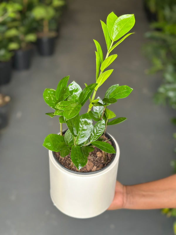 Small ZZ Plant with Decorative Pot