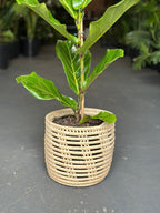 Medium Fiddle Leaf Fig With Basket