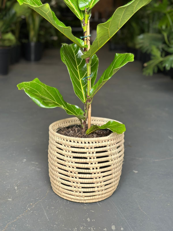 Medium Fiddle Leaf Fig With Basket