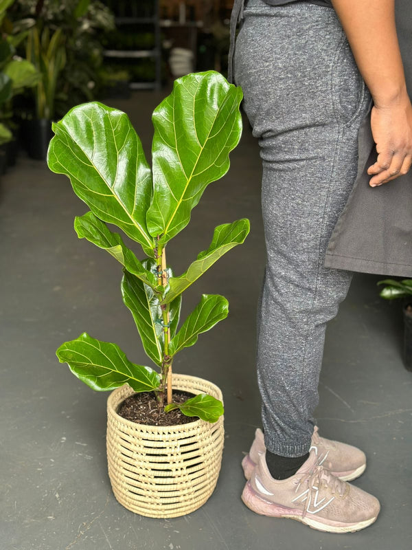 Medium Fiddle Leaf Fig With Basket