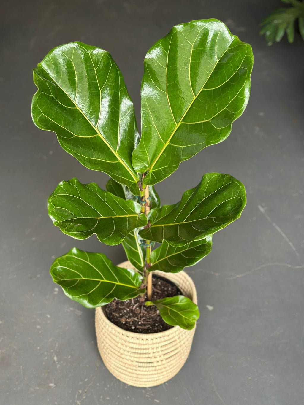 Medium Fiddle Leaf Fig With Basket